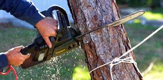 How Our Tree Care Process Works  in  Greenbelt, MD